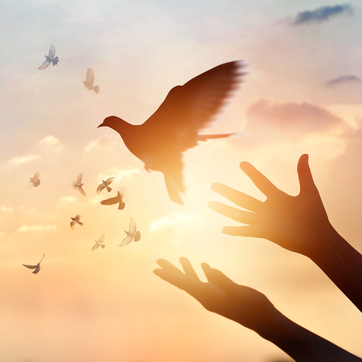 Meditation - Freedom